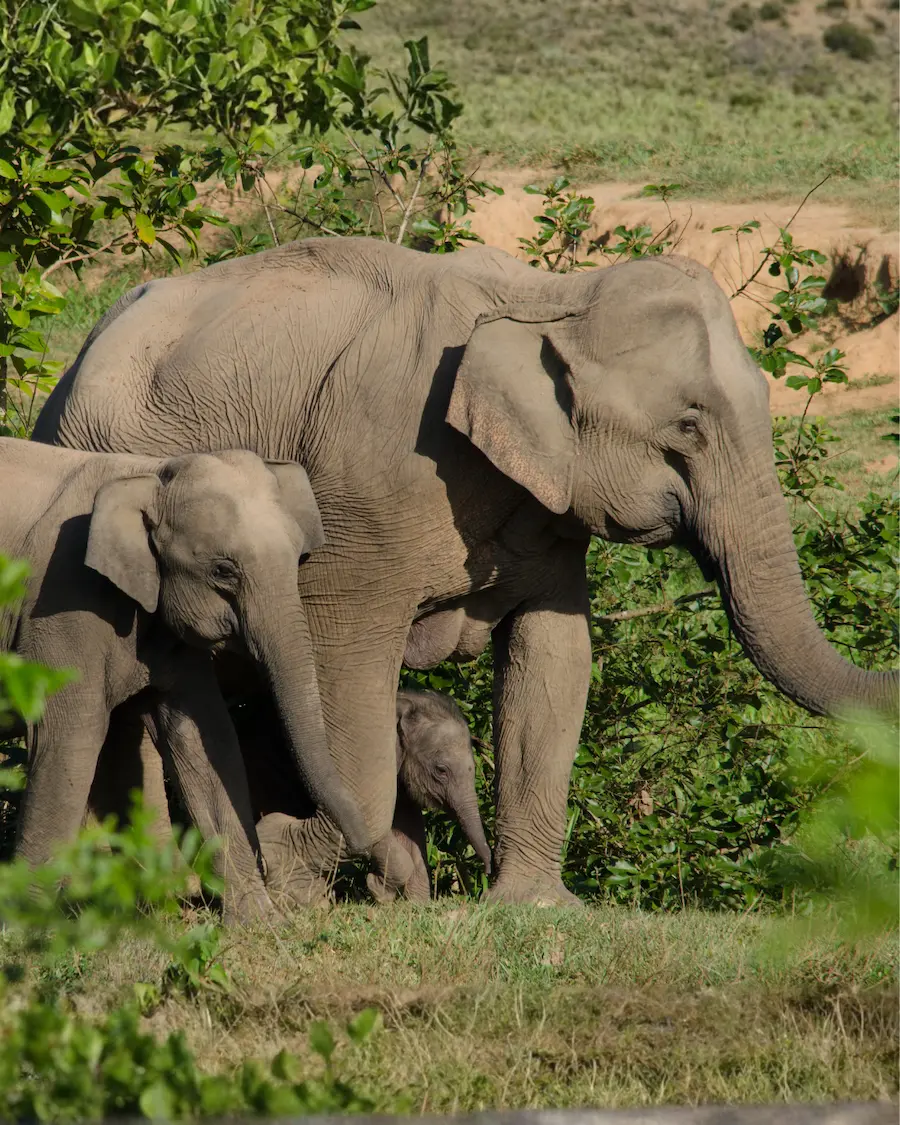 Elephants photographed from conservation drone