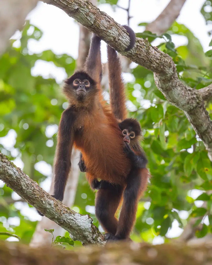 Endangered spider monkey — conservation drone survey